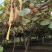 徐香猕猴桃/陕西猕猴桃/绿心猕猴桃/九甜一酸