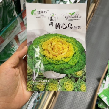 黄心乌种子塌菜种子乌塌菜菊花菜种子黄心菜种子淮南特色菜