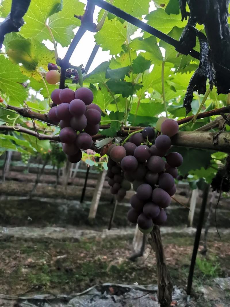 自家上虞葡萄