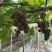 自家上虞葡萄