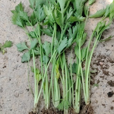 皇后芹菜苗产地直发