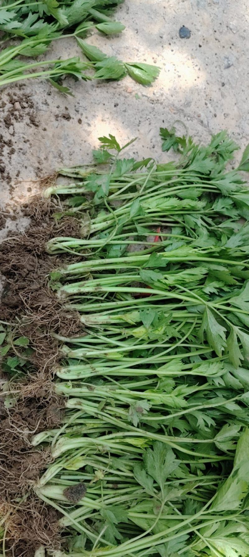 皇后芹菜苗产地直发