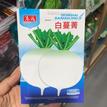 白蔓菁种子大头菜盘菜蔓菁表面光滑肉质细嫩生食炒萝卜种子