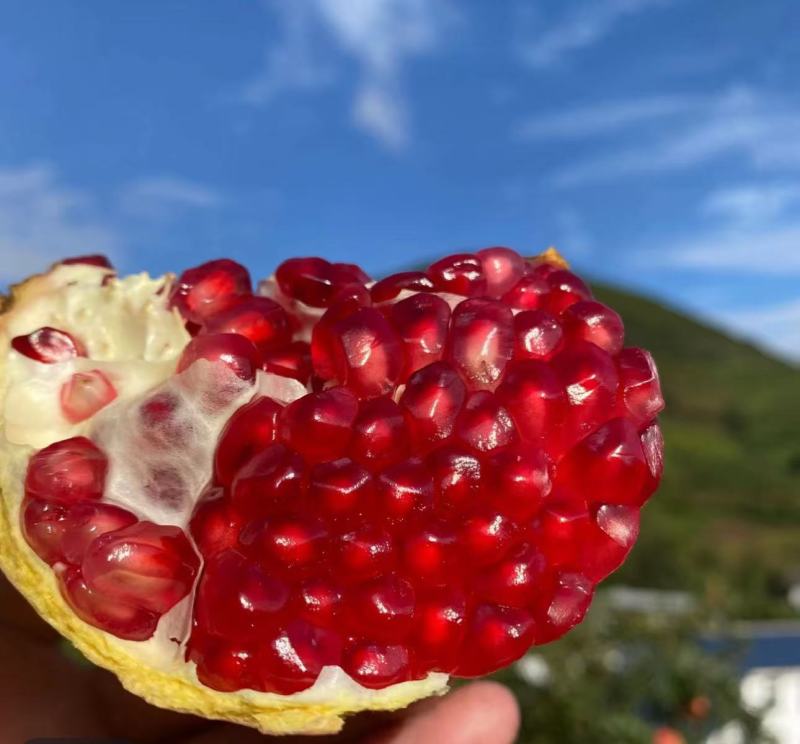 【现摘现发】新鲜软籽石榴四川凉山石榴产地直供可视频看货
