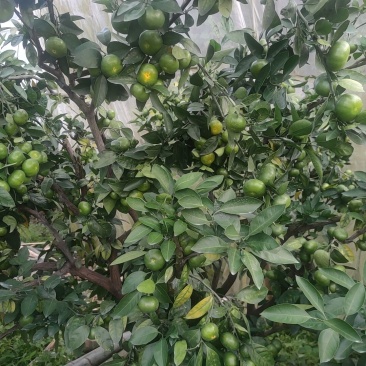 正宗寻乌蜜橘太芬四号皮薄多汁