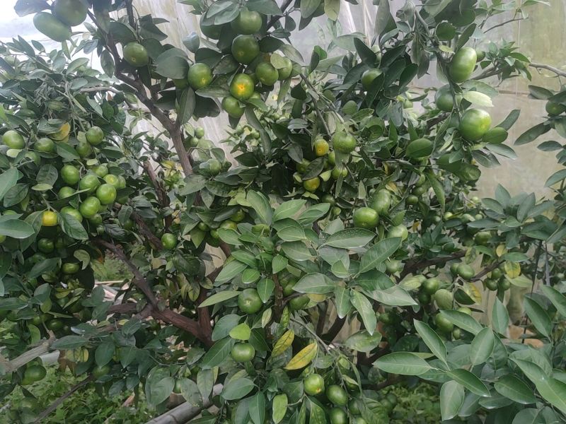 正宗寻乌蜜橘太芬四号皮薄多汁