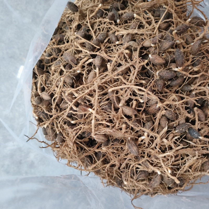 流苏种子，山东流苏种子，量大从优，全国发货