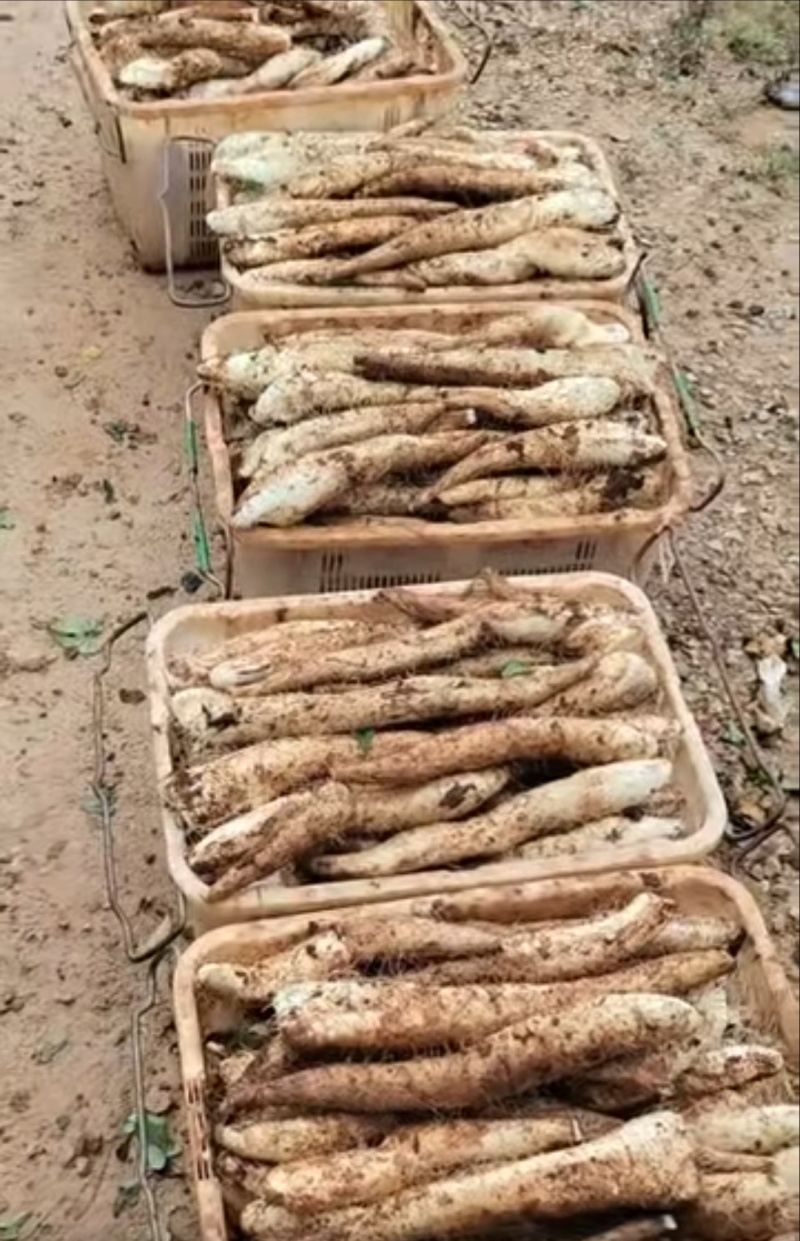 云南红土山药