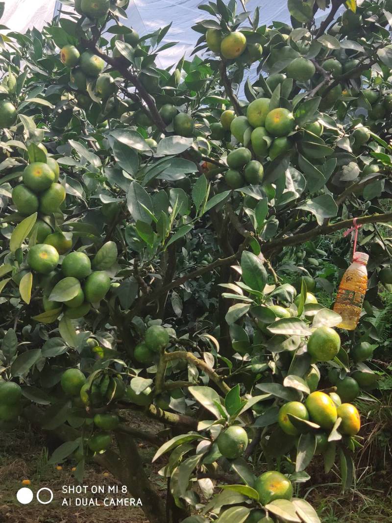 正宗寻乌蜜橘太芬四号皮薄多汁
