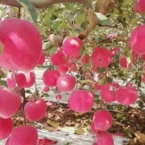 洛川嘎啦苹果