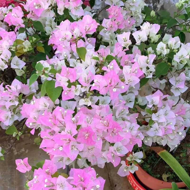 四季绿樱三角梅阳台新品耐寒耐热庭院爆花开花花卉好养绿植苗