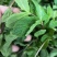 【正宗食用薄荷菜】保鲜产地代发，质量保证
