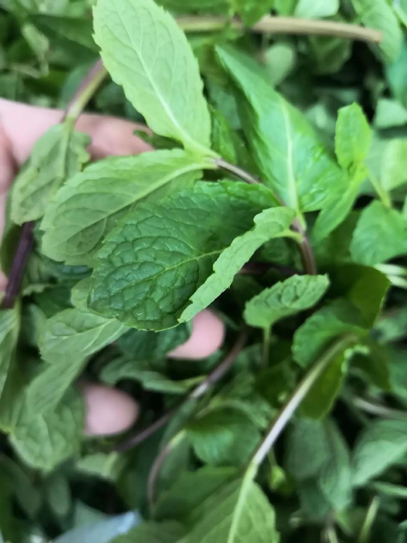 【正宗食用薄荷菜】保鲜产地代发，质量保证