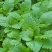 【正宗食用薄荷菜】保鲜产地代发，质量保证