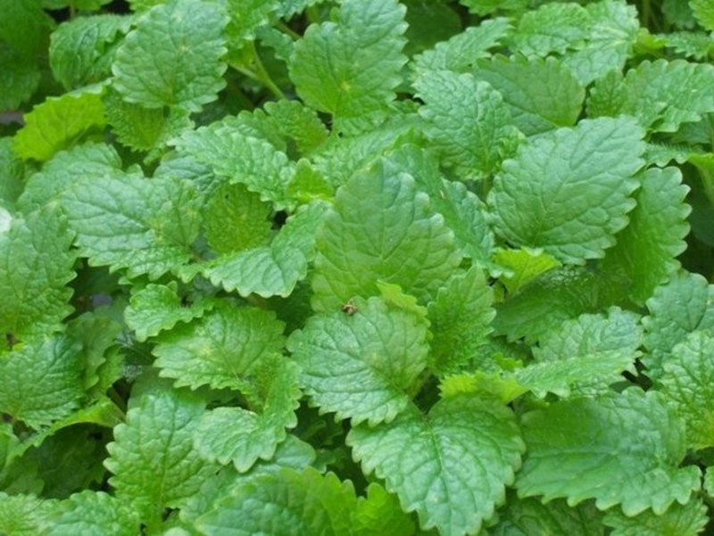 【正宗食用薄荷菜】保鲜产地代发，质量保证
