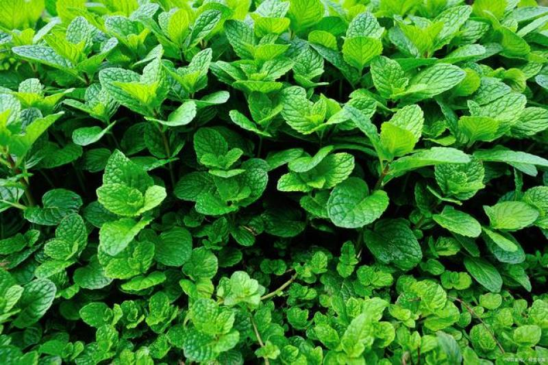 【正宗食用薄荷菜】保鲜产地代发，质量保证