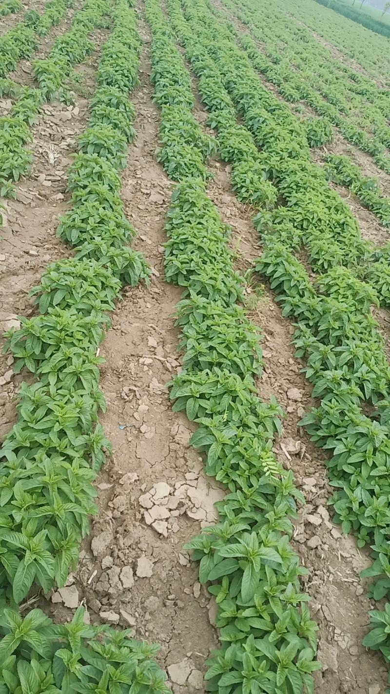 【正宗食用薄荷菜】保鲜产地代发，质量保证