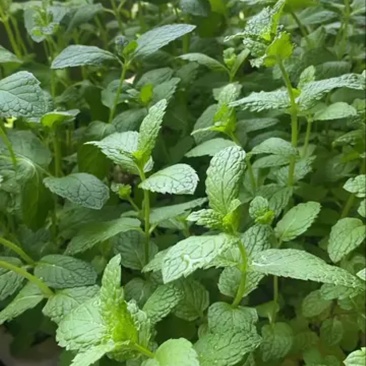 【正宗食用薄荷菜】保鲜产地代发，质量保证