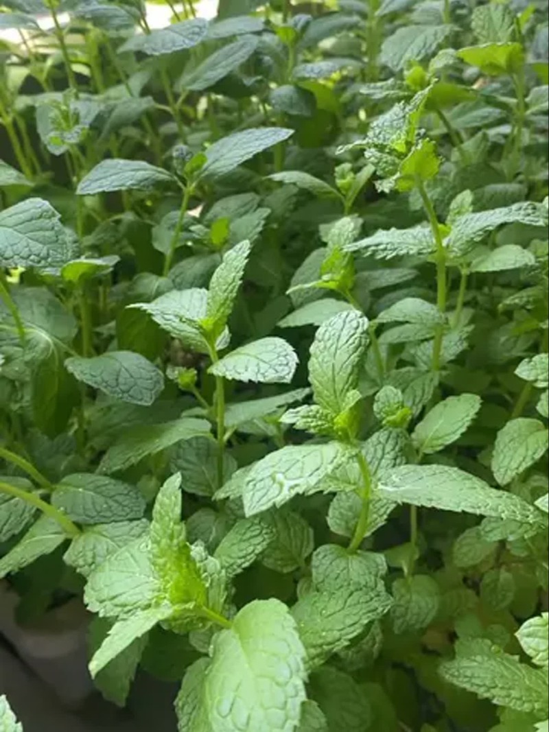 【正宗食用薄荷菜】保鲜产地代发，质量保证
