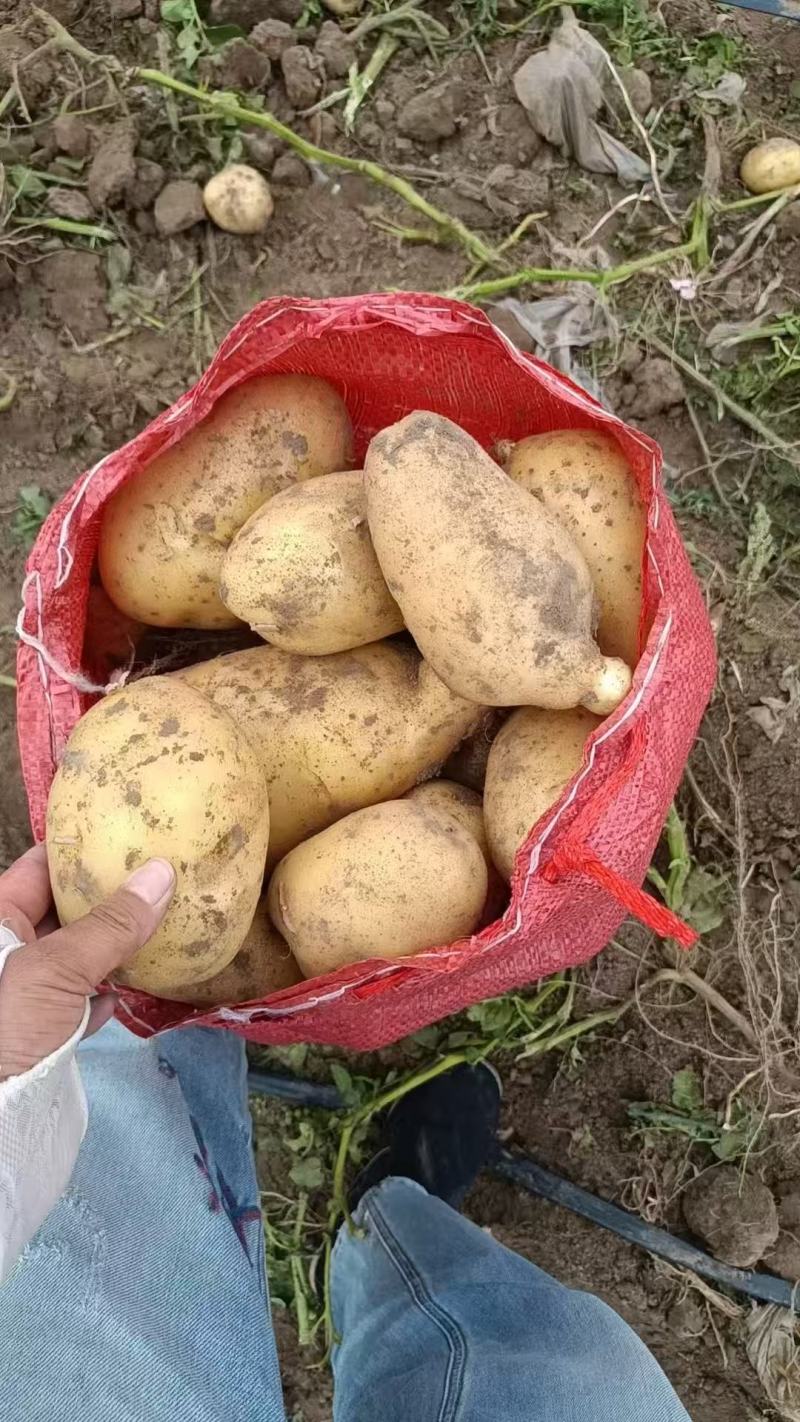 沃土5号土豆河北土豆，大量现货供应，量大价优，视频看货