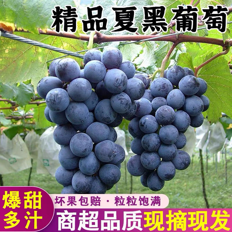 河南平顶山精品夏黑葡萄上市中颗粒大价格便宜对接全国