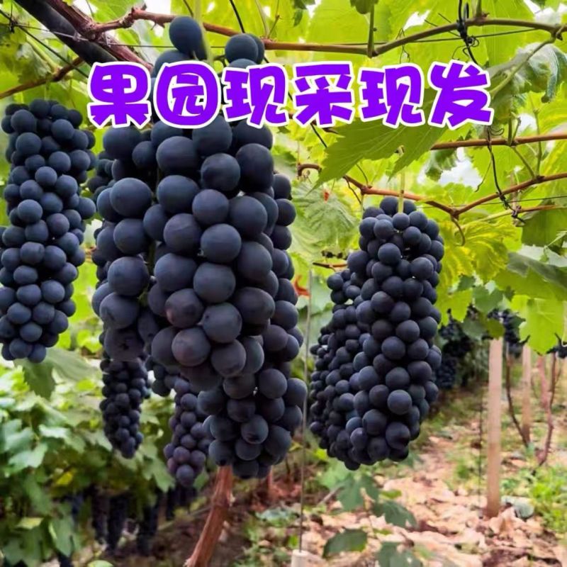 河南平顶山精品夏黑葡萄上市中颗粒大价格便宜对接全国