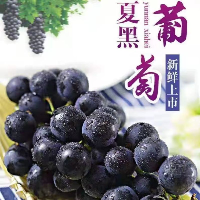 河南平顶山精品夏黑葡萄上市中颗粒大价格便宜对接全国