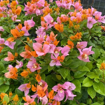 云南基变色龙三角梅苗植物勤花渐变多色花卉四季开花阳台庭院