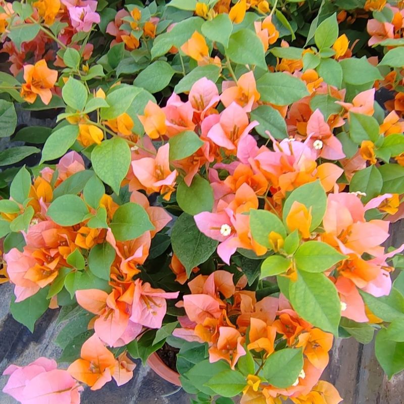 云南基变色龙三角梅苗植物勤花渐变多色花卉四季开花阳台庭院