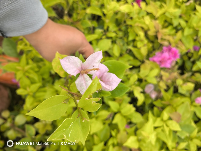 云南基变色龙三角梅苗植物勤花渐变多色花卉四季开花阳台庭院