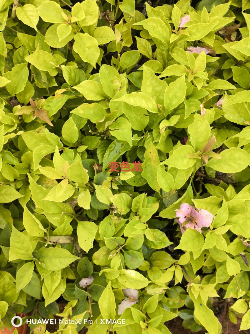 云南基变色龙三角梅苗植物勤花渐变多色花卉四季开花阳台庭院