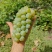 平顶山青葡萄青提开始上市了现摘现发对接商超团购电商