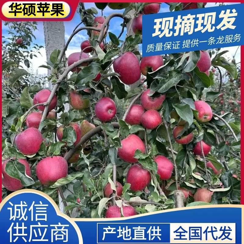 《华硕苹果》陕西苹果/产地大量上货/规格齐全/可全国代发
