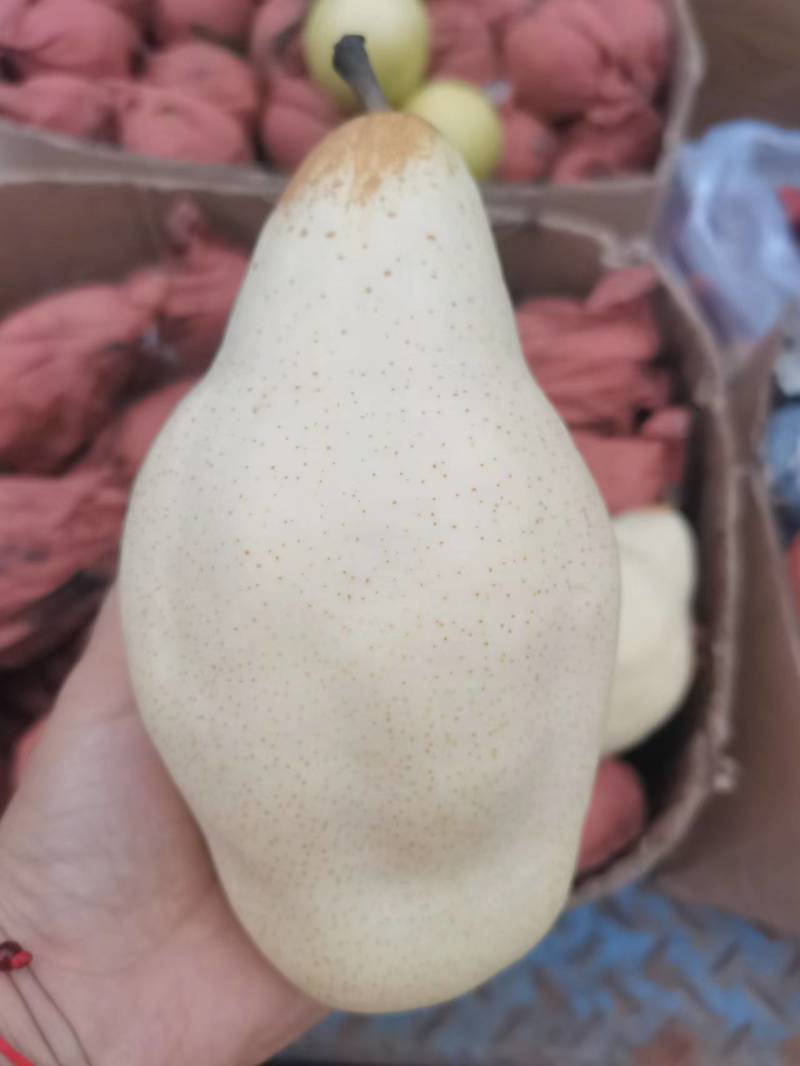皇冠梨