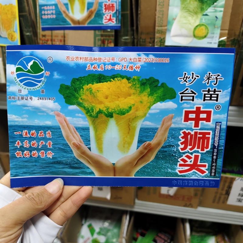 台苗中狮头黄心白菜种子高桩花心类型白菜种子优质高产抗病