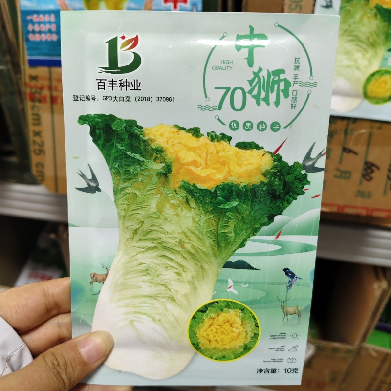 台苗中狮头黄心白菜种子高桩花心类型白菜种子优质高产抗病