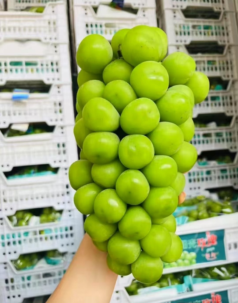 山东精品阳光玫瑰，颗粒饱满，色泽金黄，口感超甜对接全国