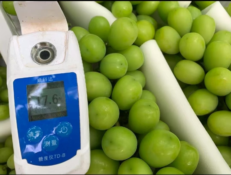 山东精品阳光玫瑰，颗粒饱满，色泽金黄，口感超甜对接全国