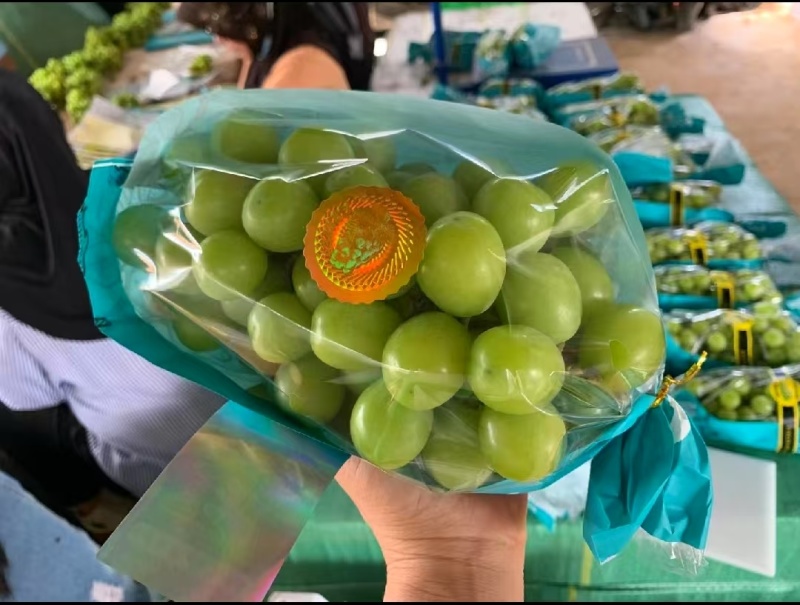 山东精品阳光玫瑰，颗粒饱满，色泽金黄，口感超甜对接全国