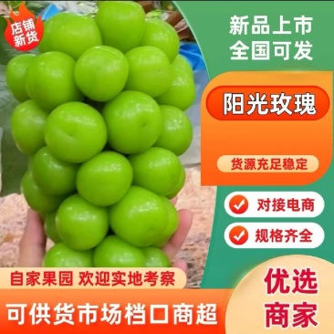 山东精品阳光玫瑰，颗粒饱满，色泽金黄，口感超甜对接全国