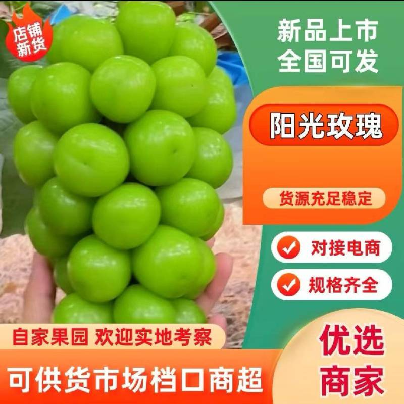 山东精品阳光玫瑰，颗粒饱满，色泽金黄，口感超甜对接全国