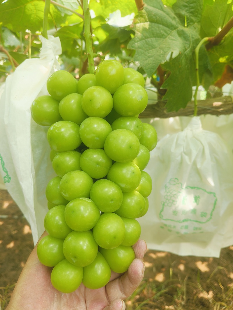 山东精品阳光玫瑰，颗粒饱满，色泽金黄，口感超甜对接全国
