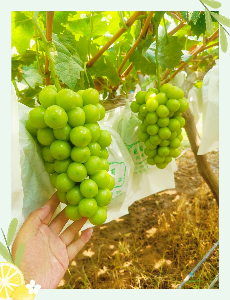 山东精品阳光玫瑰，颗粒饱满，色泽金黄，口感超甜对接全国