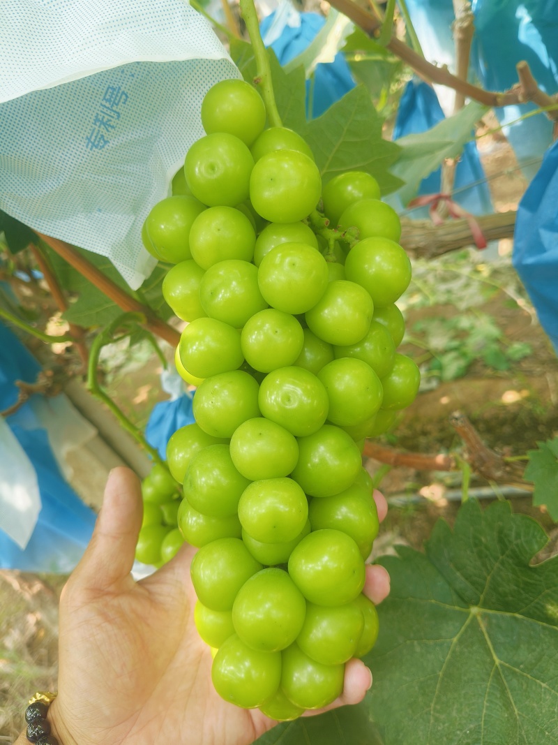 山东精品阳光玫瑰，颗粒饱满，色泽金黄，口感超甜对接全国