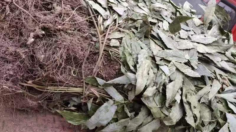 巫山淫羊藿恩施深山纯野生高含量男性养生泡茶泡酒颜色鲜绿