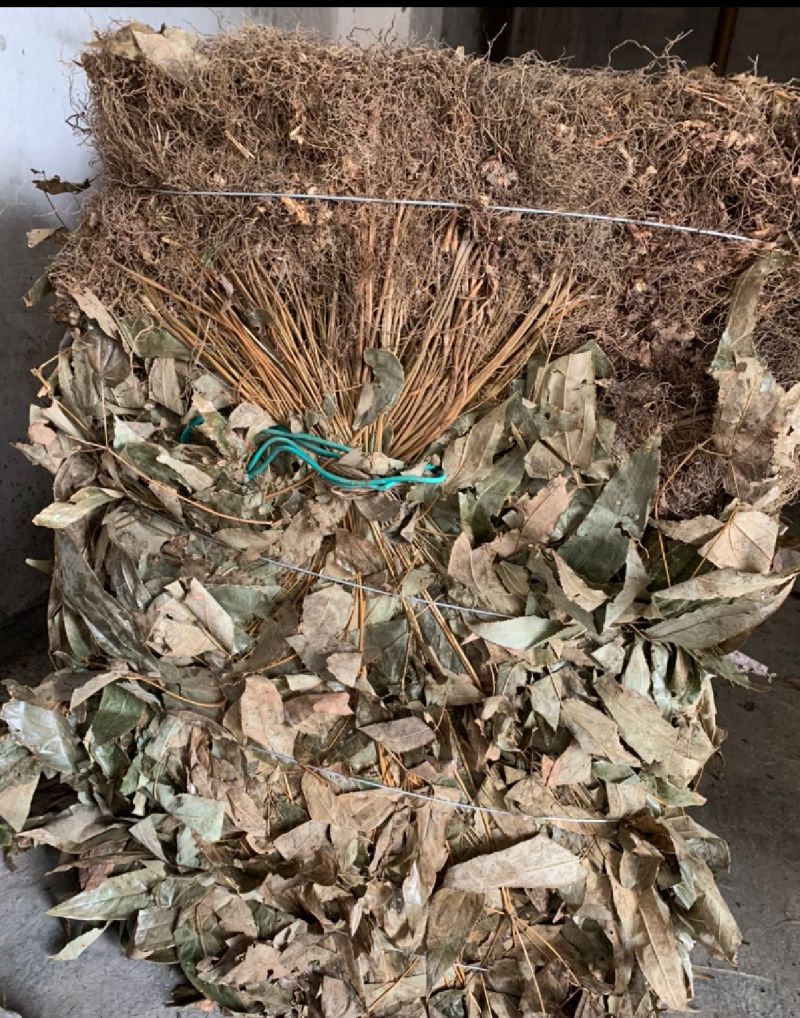 巫山淫羊藿恩施深山纯野生高含量男性养生泡茶泡酒颜色鲜绿