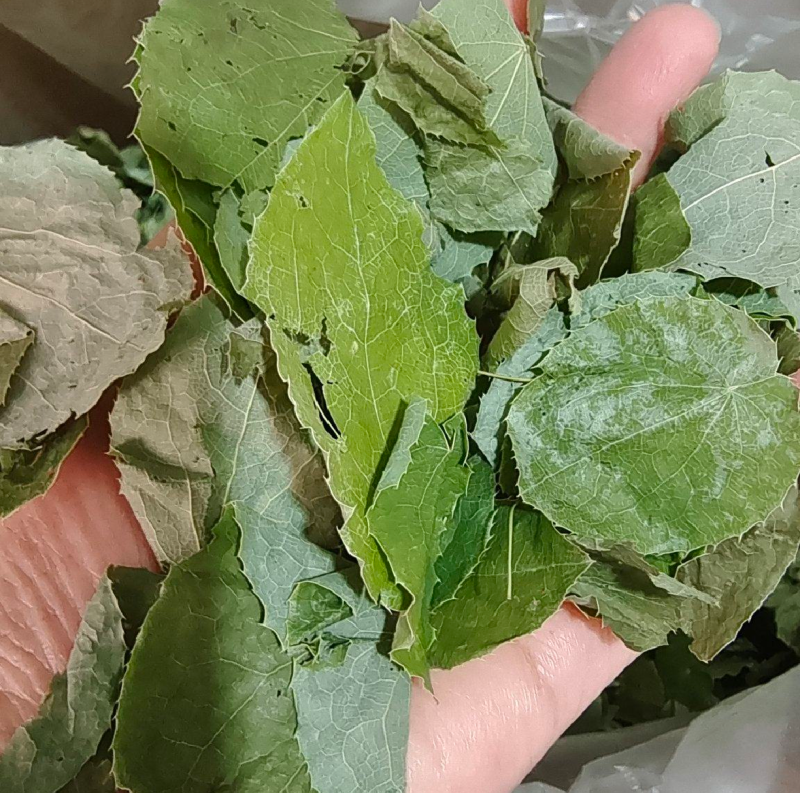 巫山淫羊藿恩施深山纯野生高含量男性养生泡茶泡酒颜色鲜绿