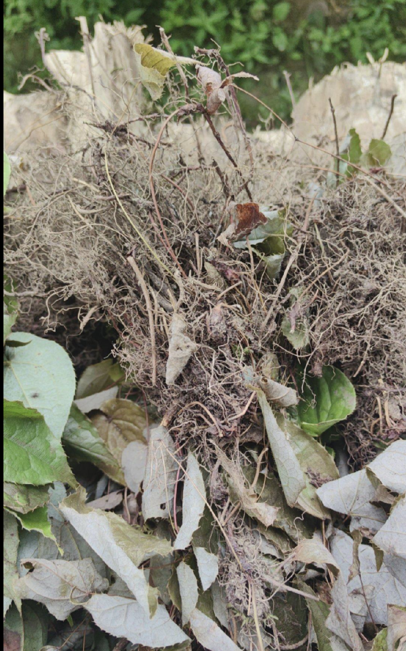巫山淫羊藿恩施深山纯野生高含量男性养生泡茶泡酒颜色鲜绿