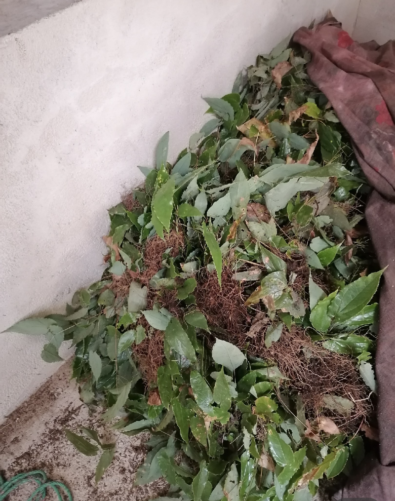 巫山淫羊藿恩施深山纯野生高含量男性养生泡茶泡酒颜色鲜绿