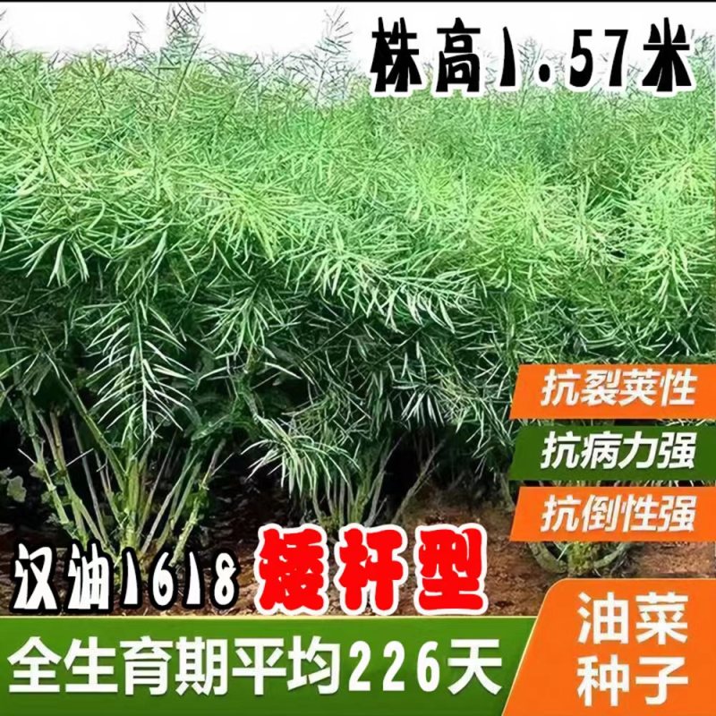汉油1618油菜种子高产抗病矮杆抗倒出油多甘蓝型油菜籽种
